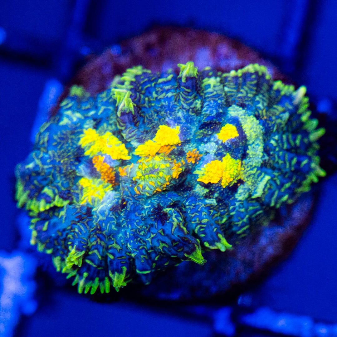 RL Patchwork Mushroom 1B - WYSIWYG Reef Lounge Coral