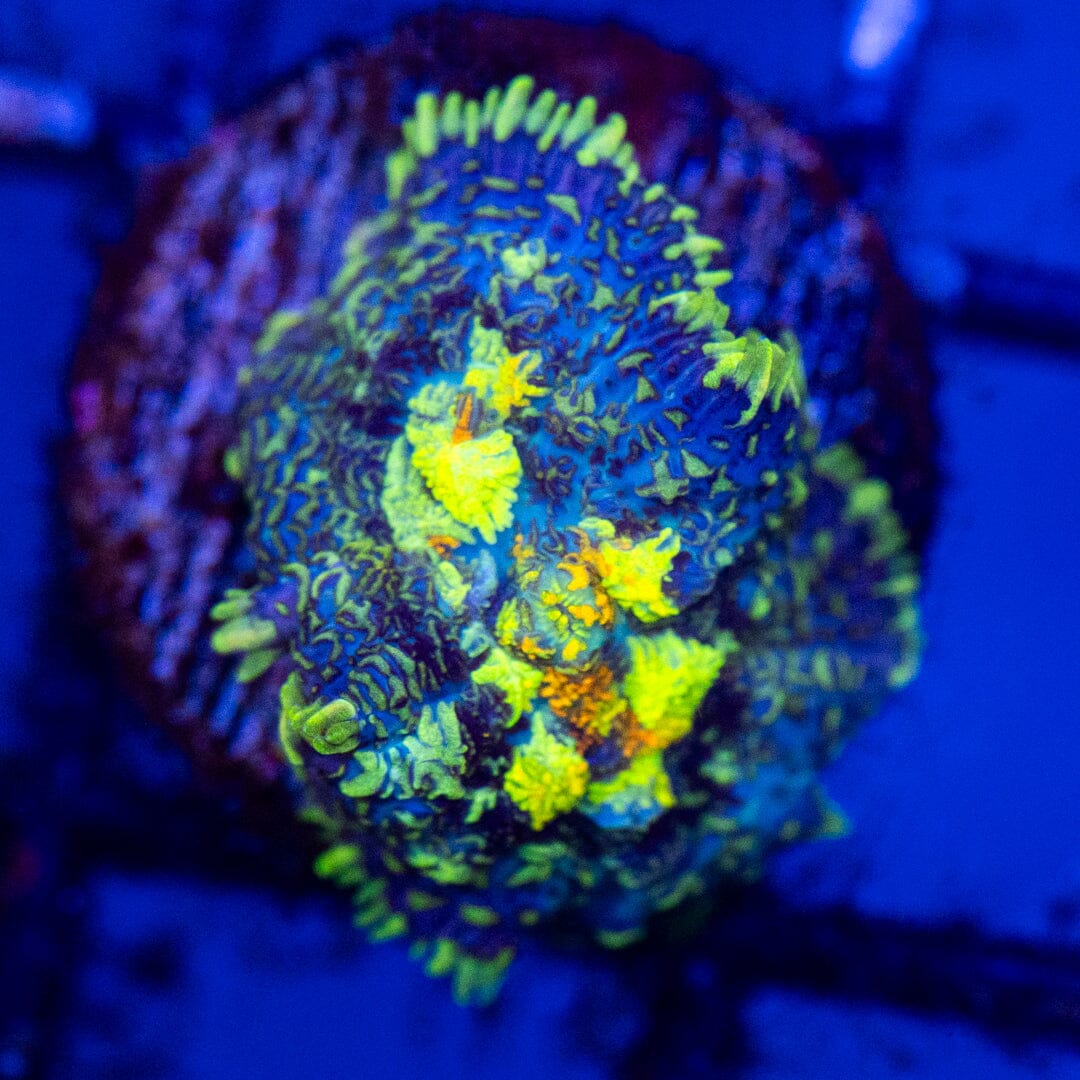 RL Patchwork Mushroom 2B - WYSIWYG Reef Lounge Coral