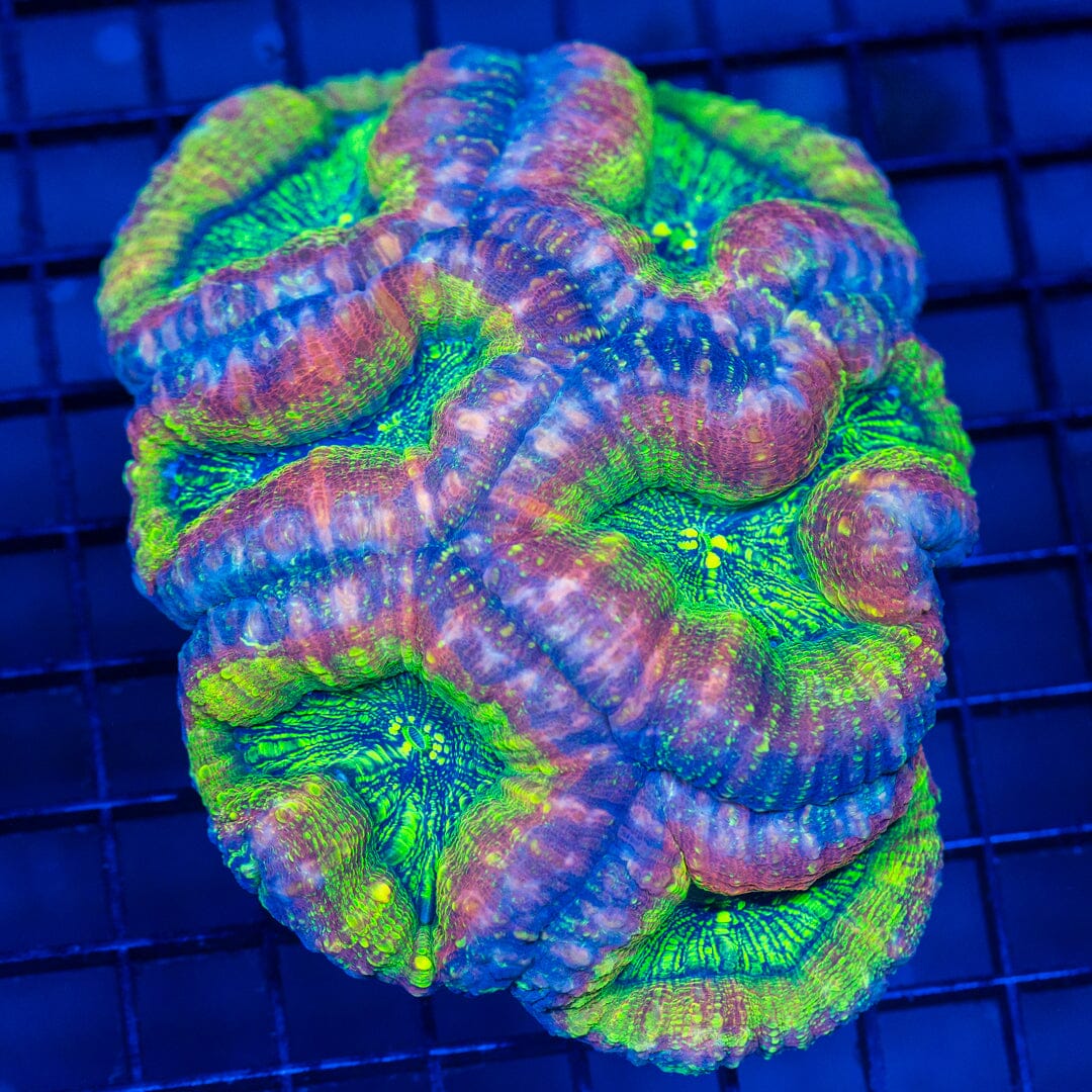 RL Pink Lemonade Lobo - Frag Reef Lounge Coral