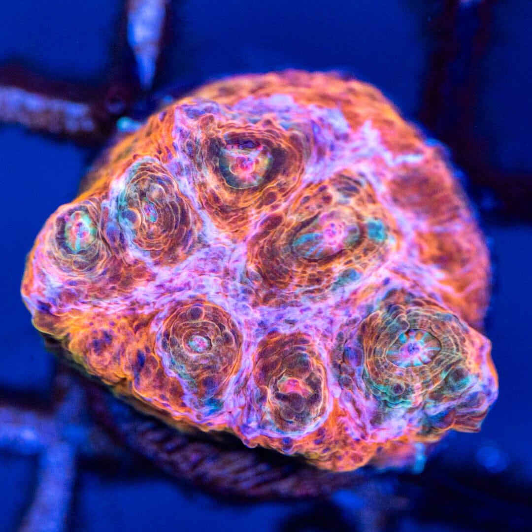 RL Pink Lightning Chalice 1A - WYSIWYG Reef Lounge Coral