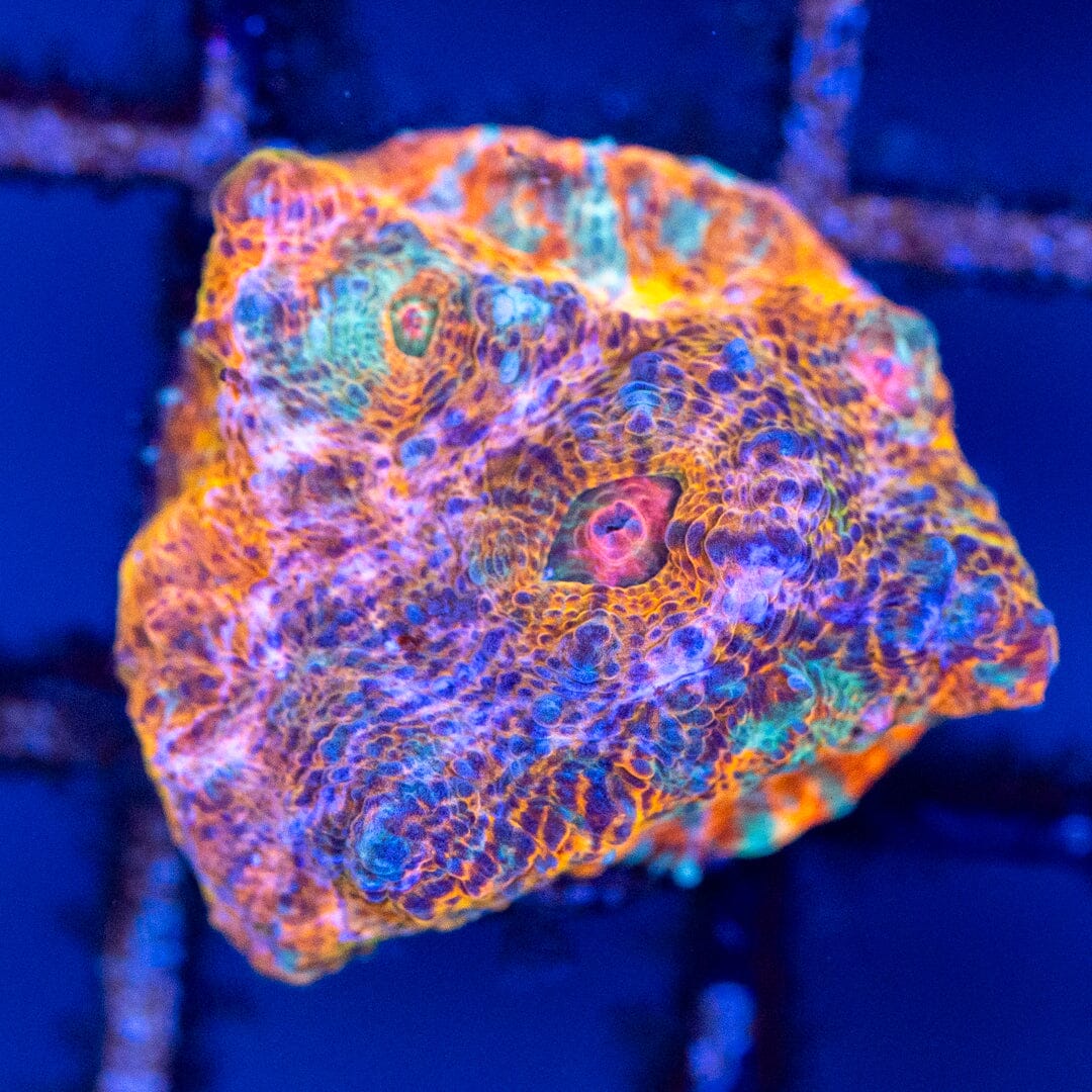 RL Pink Lightning Chalice 2A - WYSIWYG Reef Lounge Coral