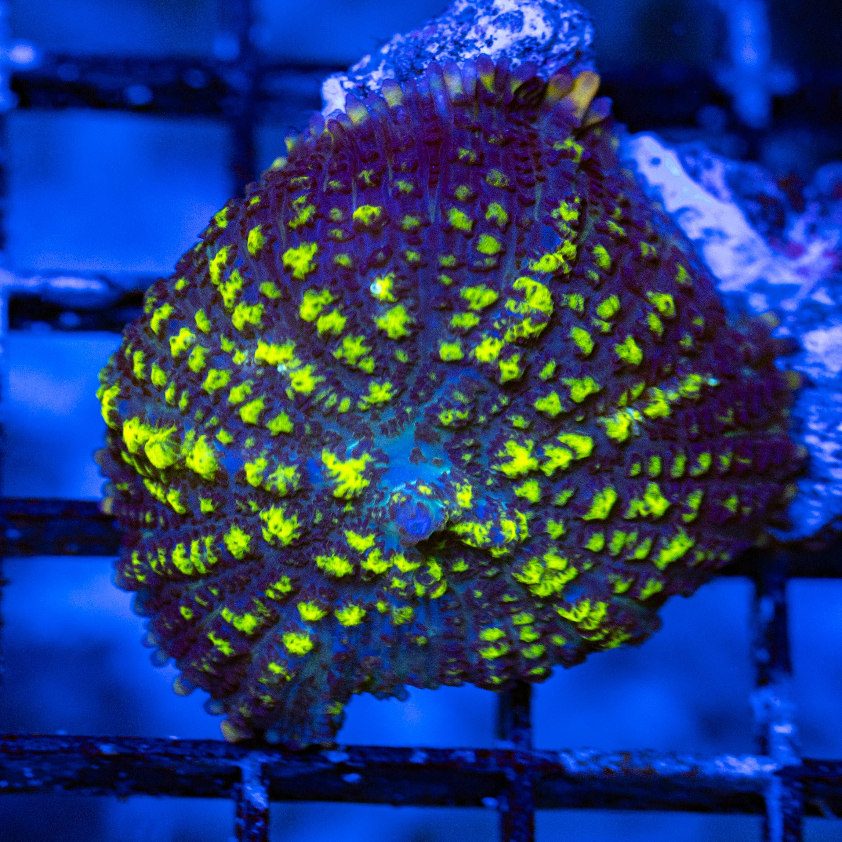 RL Uranium Spill Mushroom - WYSIWYG Reef Lounge USA