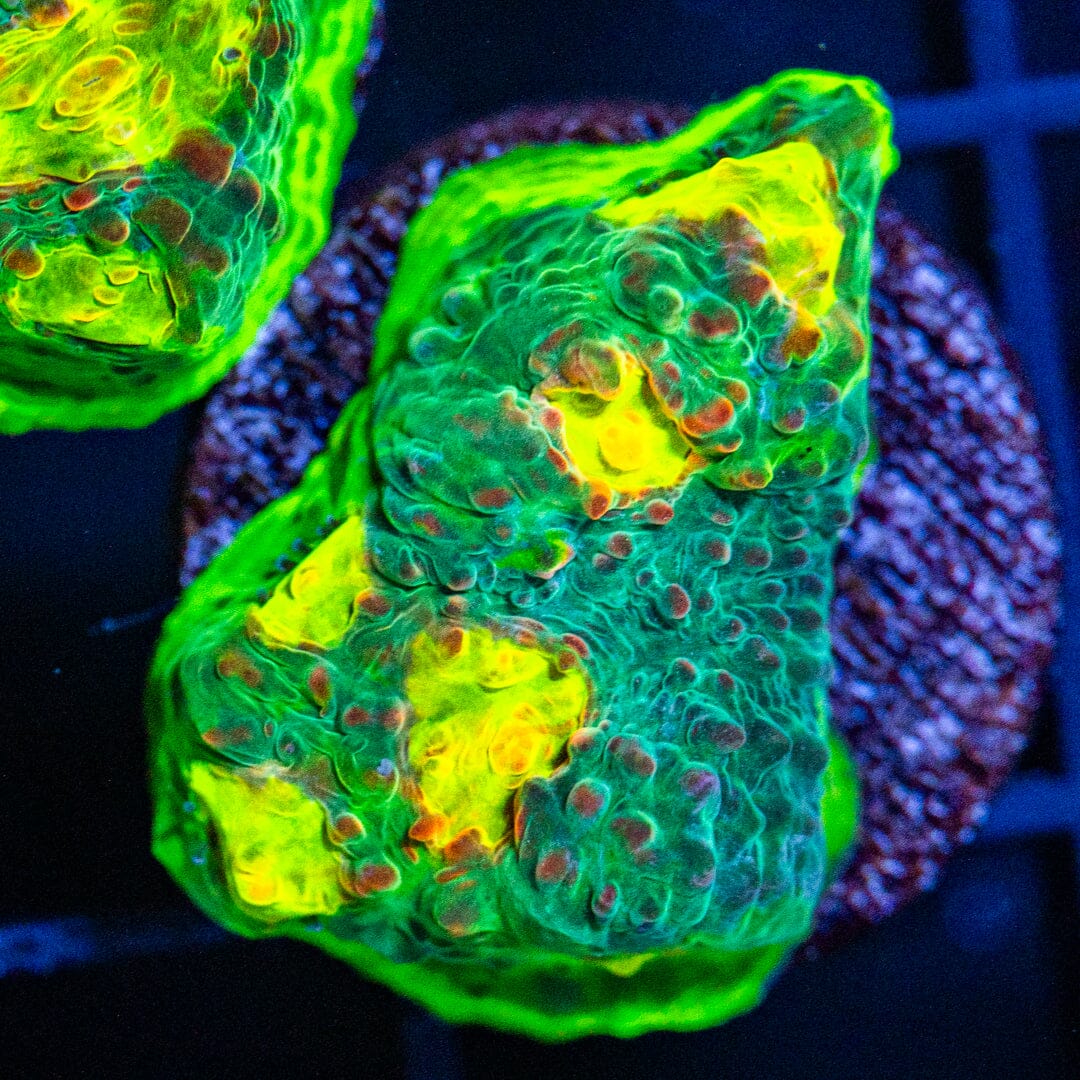 RL Uranium Vortex Chalice 2A - WYSIWYG Reef Lounge Coral