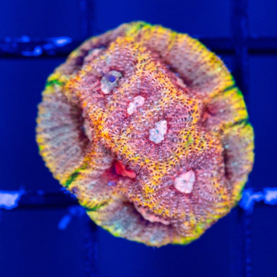 RL Visine Time Favia - WYSIWYG Reef Lounge Coral