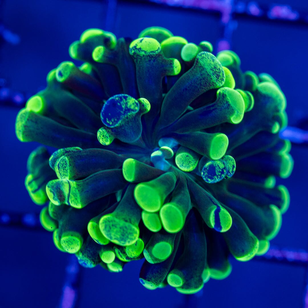 Round Tip Splatter Hammer LPS Coral Reef Lounge USA