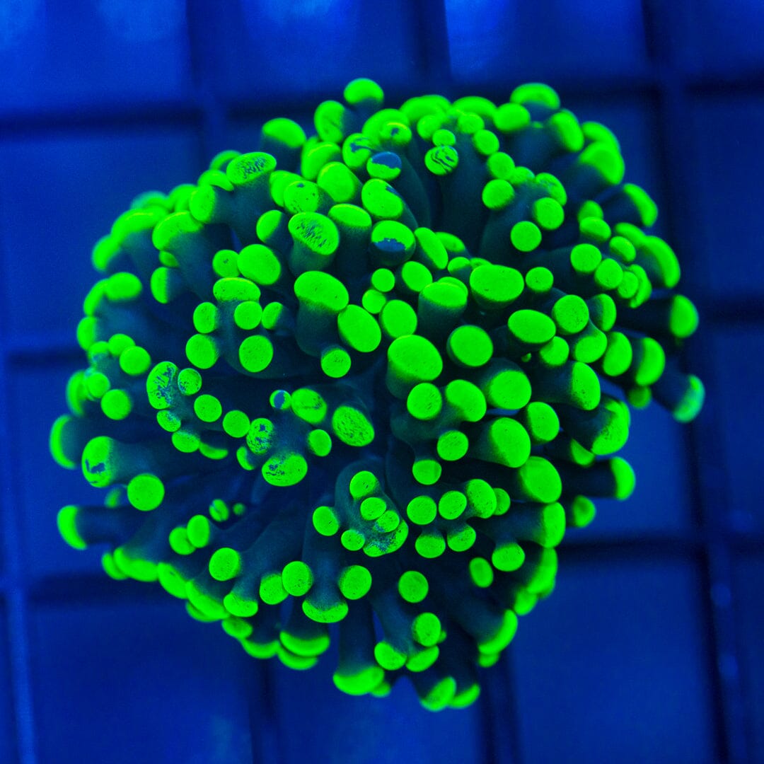 Round-Tip Toxic Frammer Reef Lounge Norco