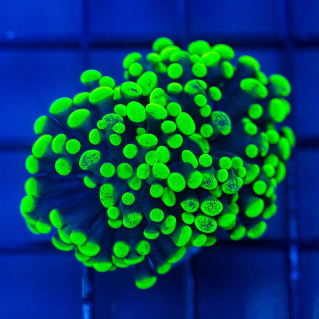 Round-Tip Toxic Frammer Reef Lounge Norco