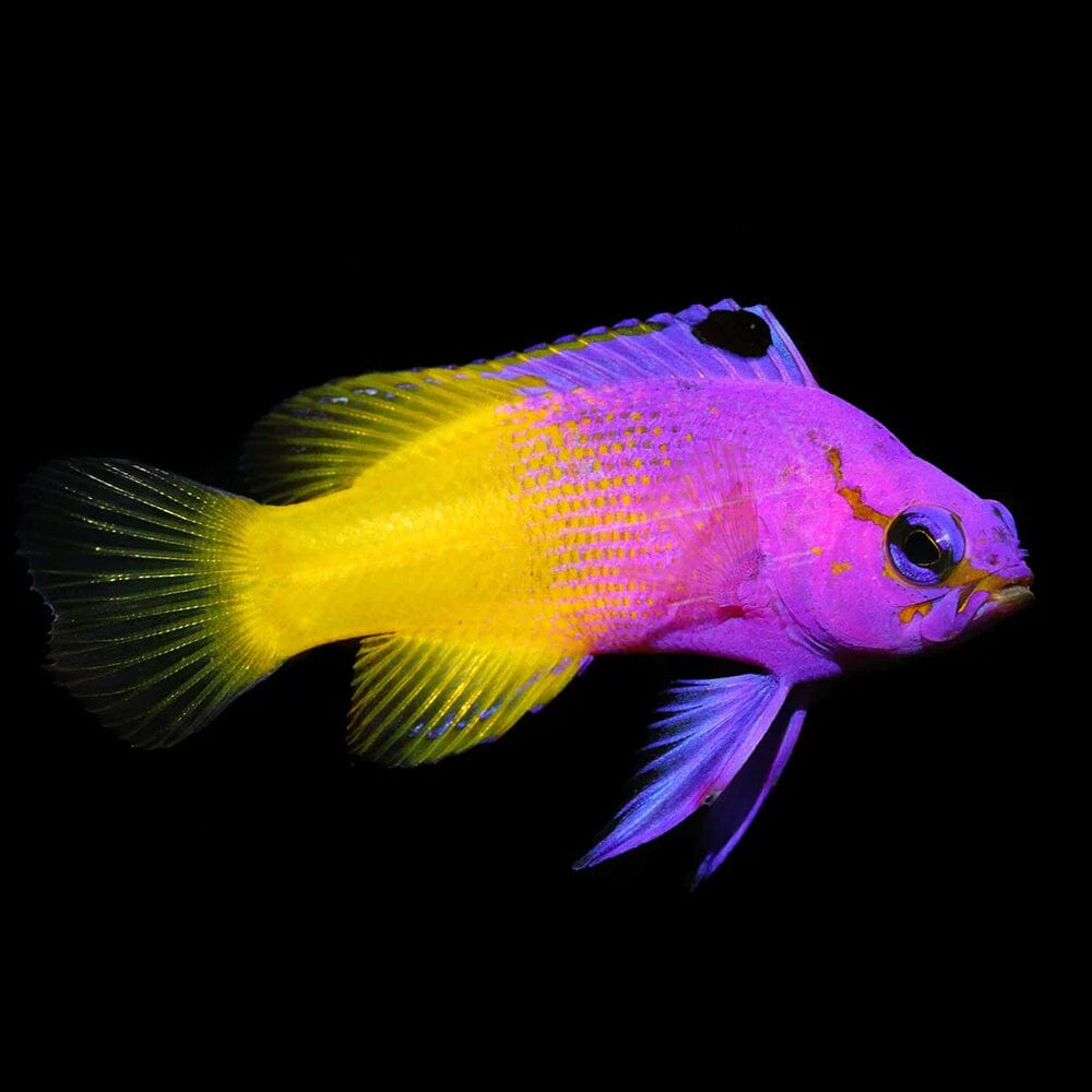Royal Gramma Fish Reef Lounge USA