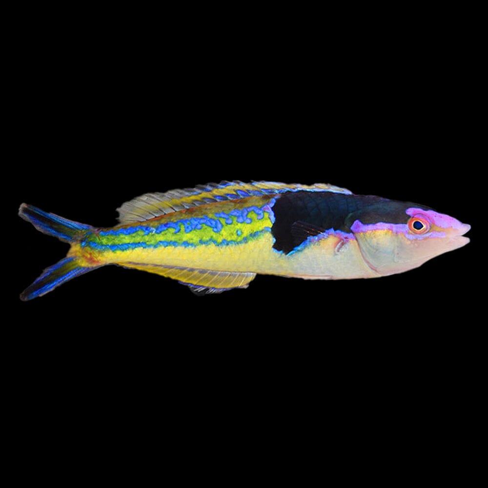 Royal Pencil Wrasse Fish Reef Lounge USA