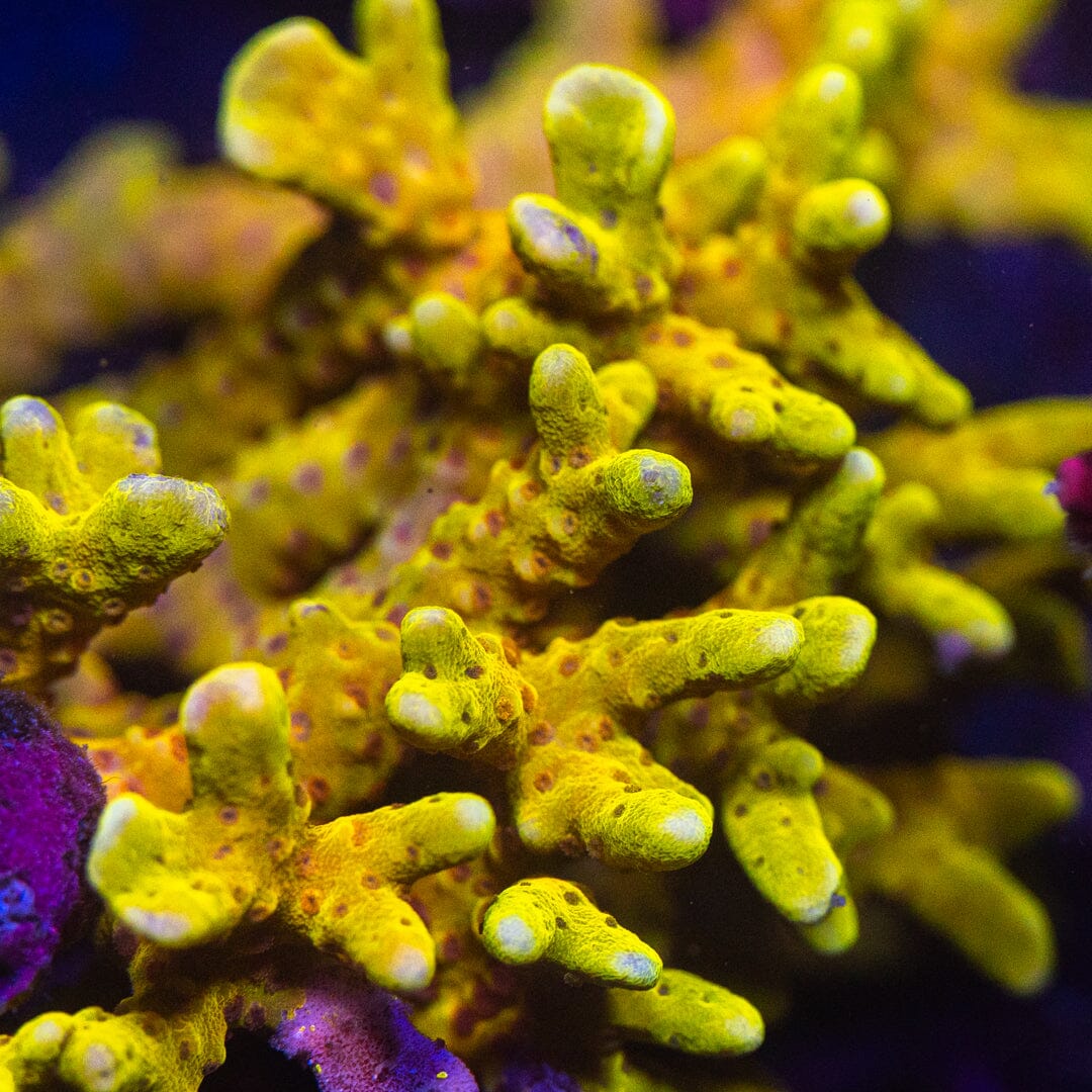 RRC Goldenrod Anacropora Reef Lounge Coral