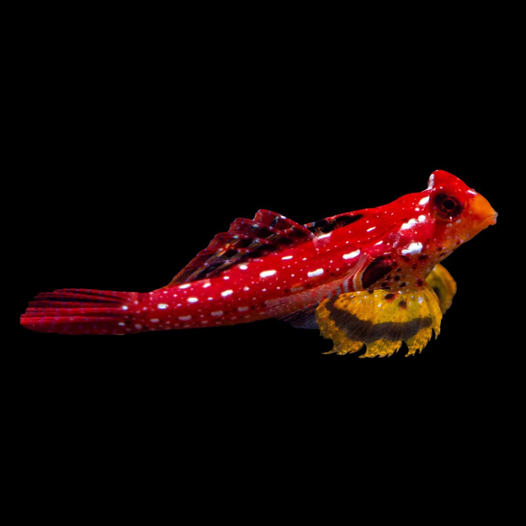 Ruby Red Dragonet Fish Reef Lounge USA