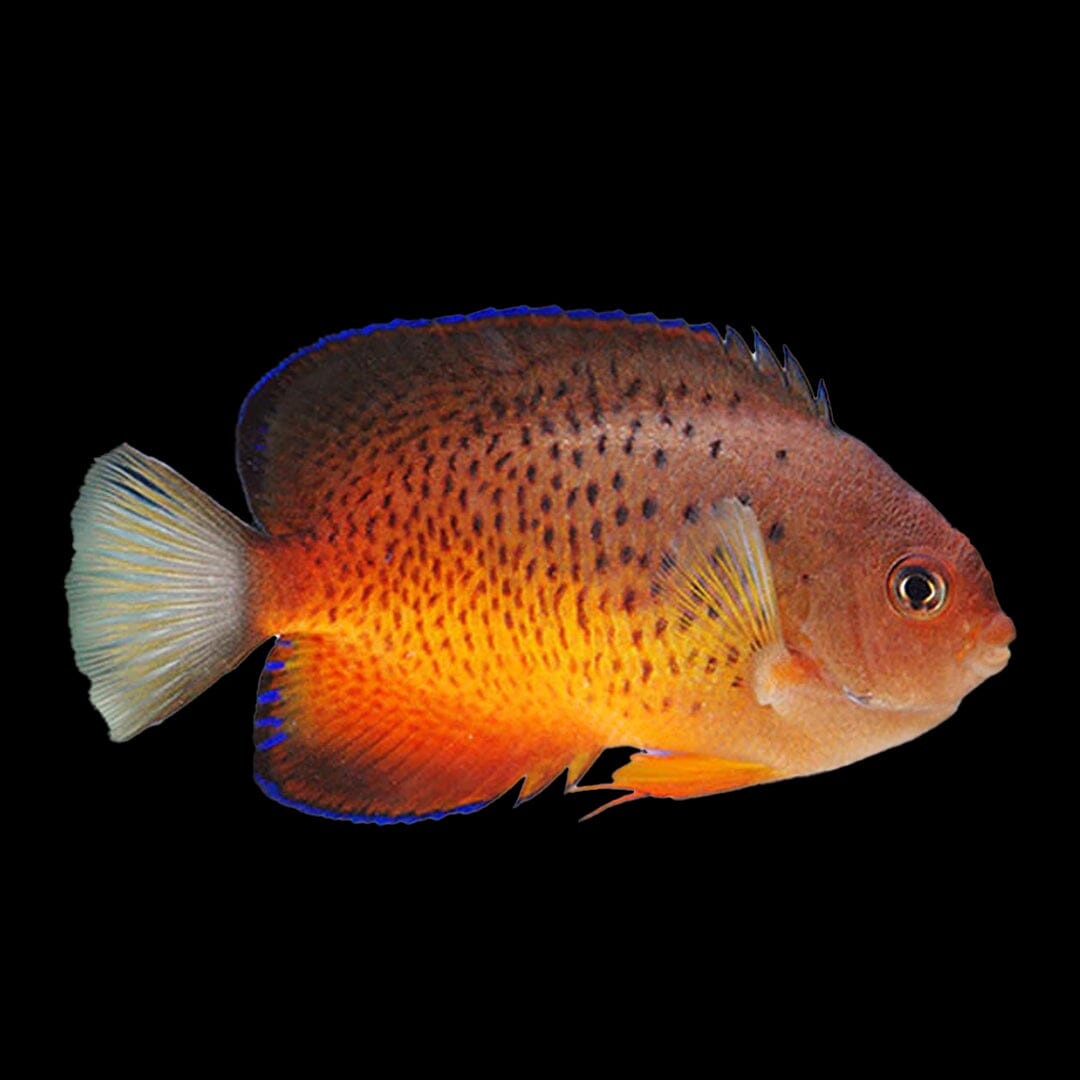 Rusty Angelfish Fish Reef Lounge USA