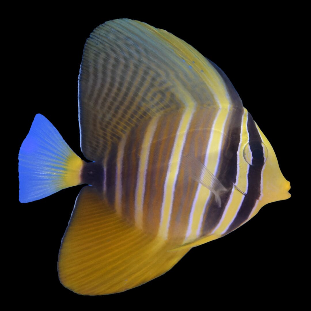 Sailfin Tang Fish Reef Lounge USA