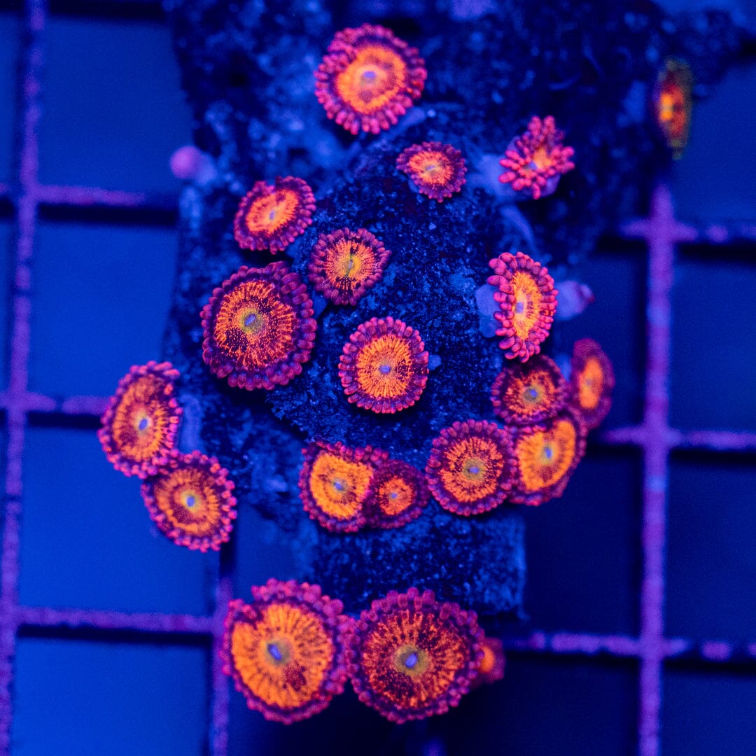 Sakura Sunrise Zoa Colony (20+p) - WYSIWYG Octospawn Reef Lounge USA