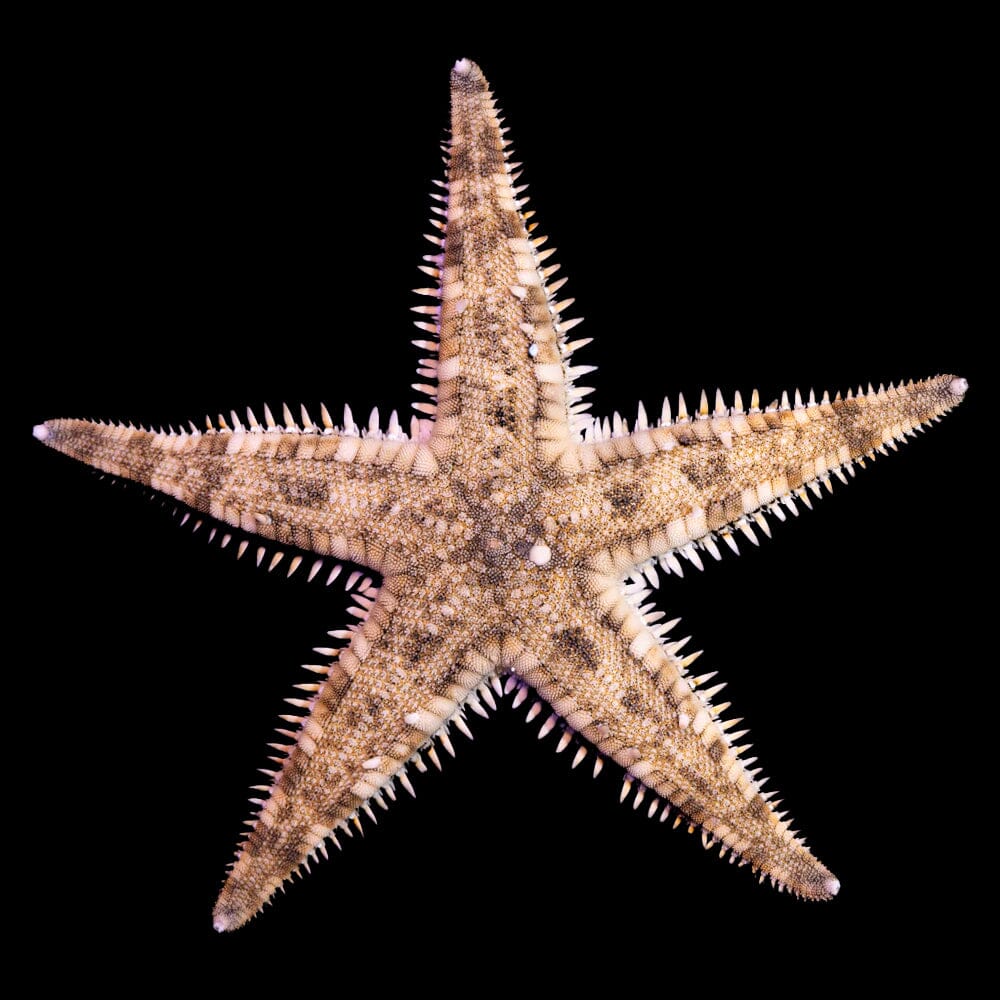 Sand Sifting Starfish Invertebrate Reef Lounge USA