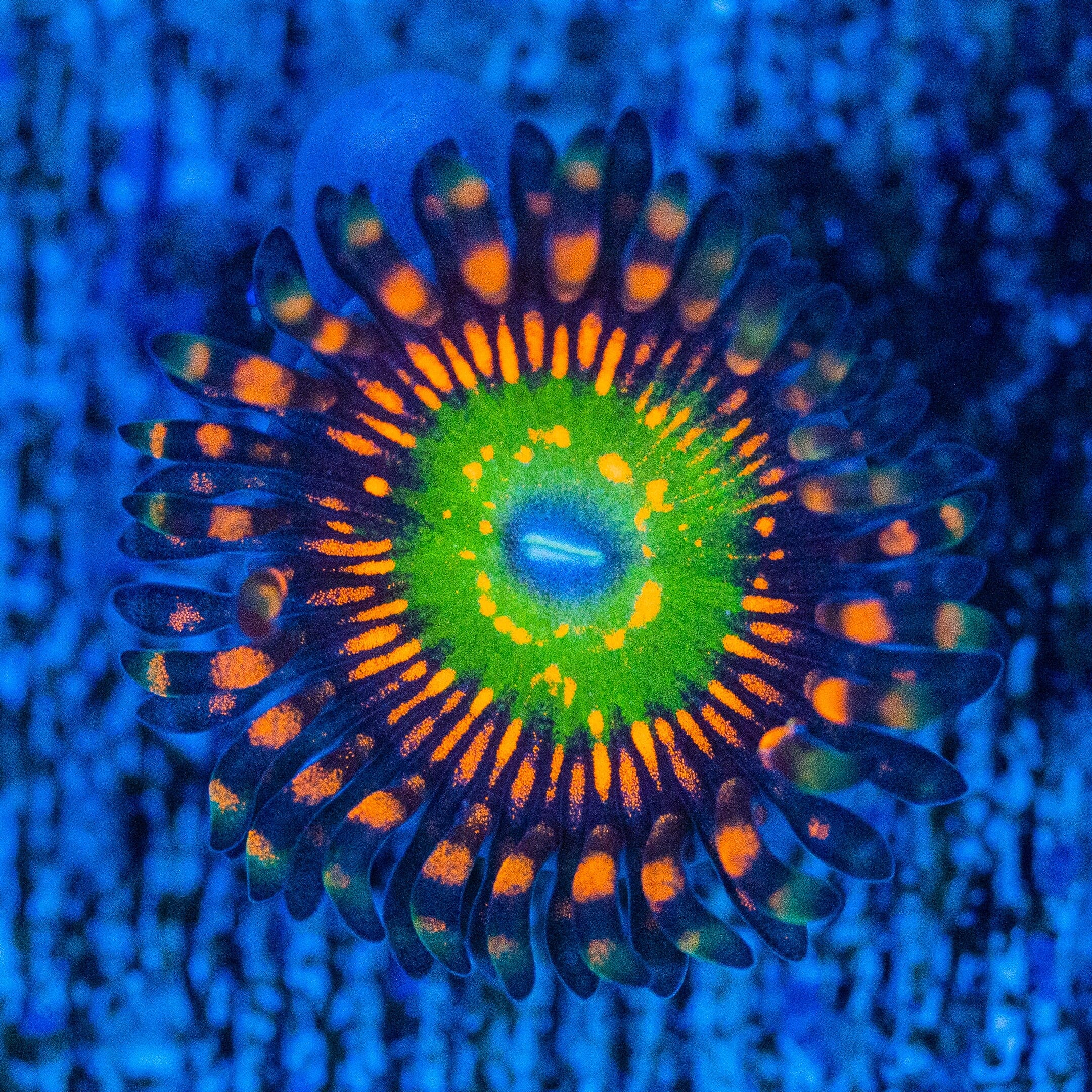 SBB Hephaestus Zoanthids Favia Reef Lounge USA