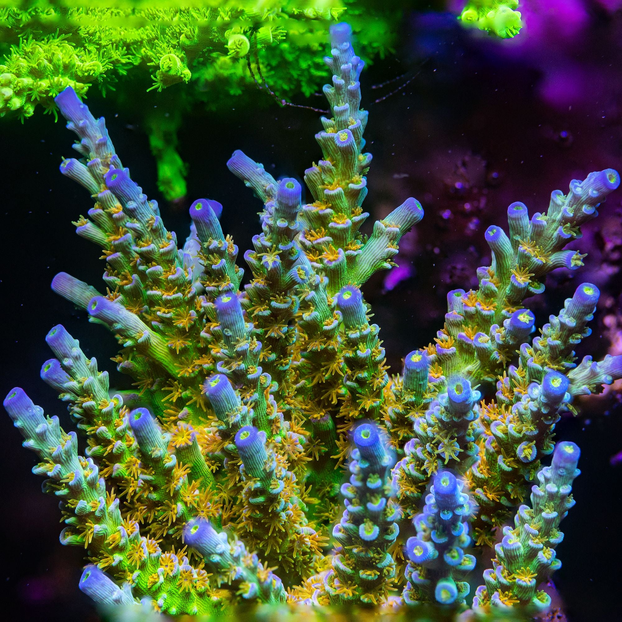 SC Orange Passion Acropora Reef Lounge Coral