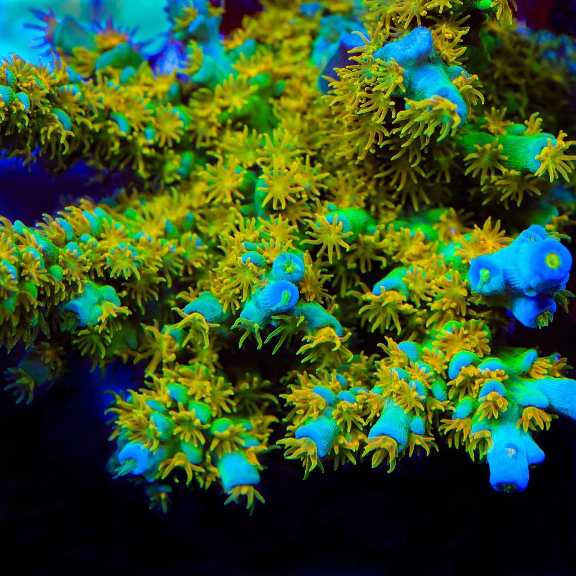 SC Orange Passion Acropora Reef Lounge Coral