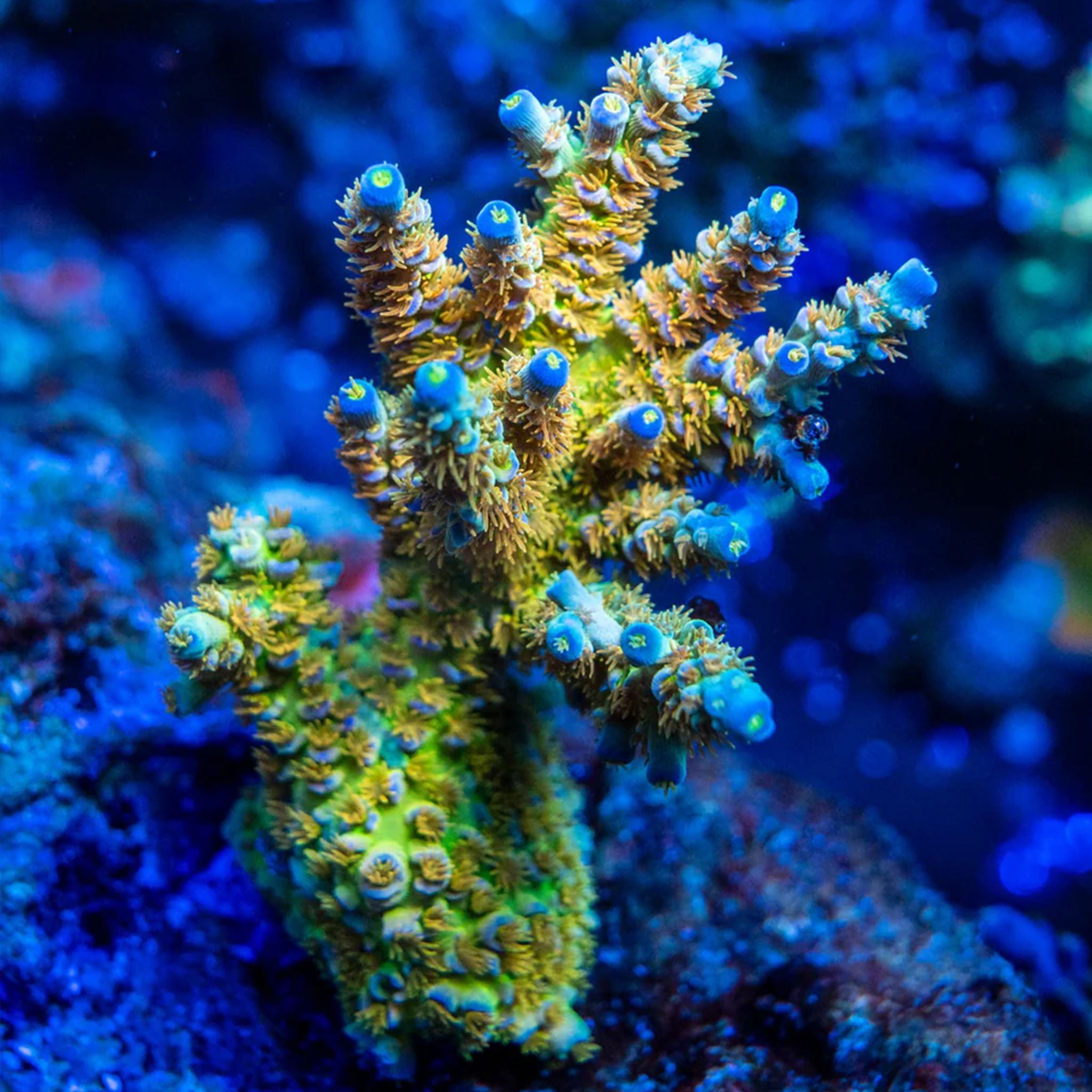 SC Orange Passion Acropora Reef Lounge Coral