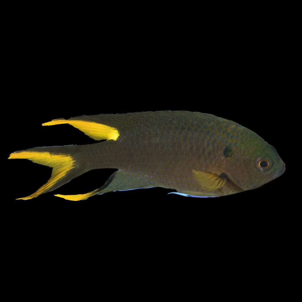 Scissortail Damselfish Fish Reef Lounge USA