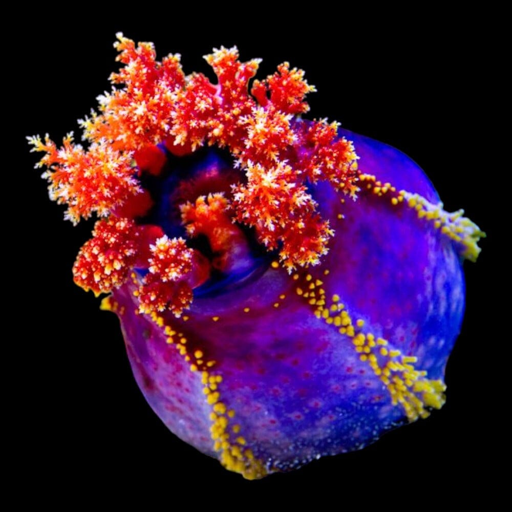 Sea Apple Reef Lounge Coral