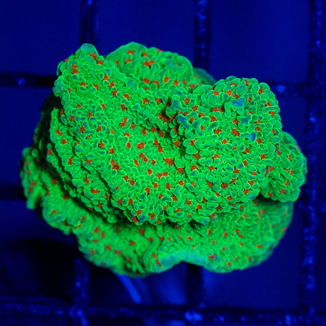 Season's Greetings Montipora #1A - WYSIWYG Reef Lounge Norco