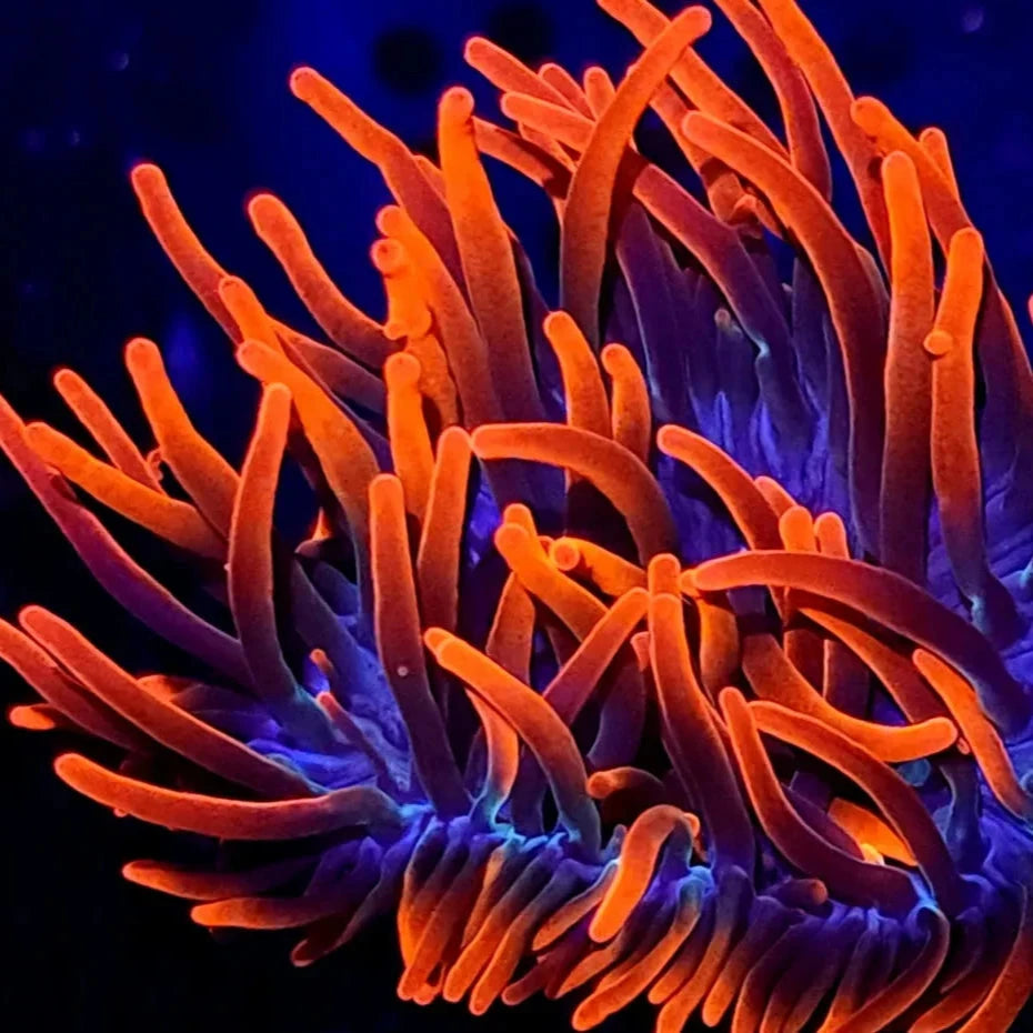 Sherman Rose Bubble Tip Anemone Invertebrate Reef Lounge USA