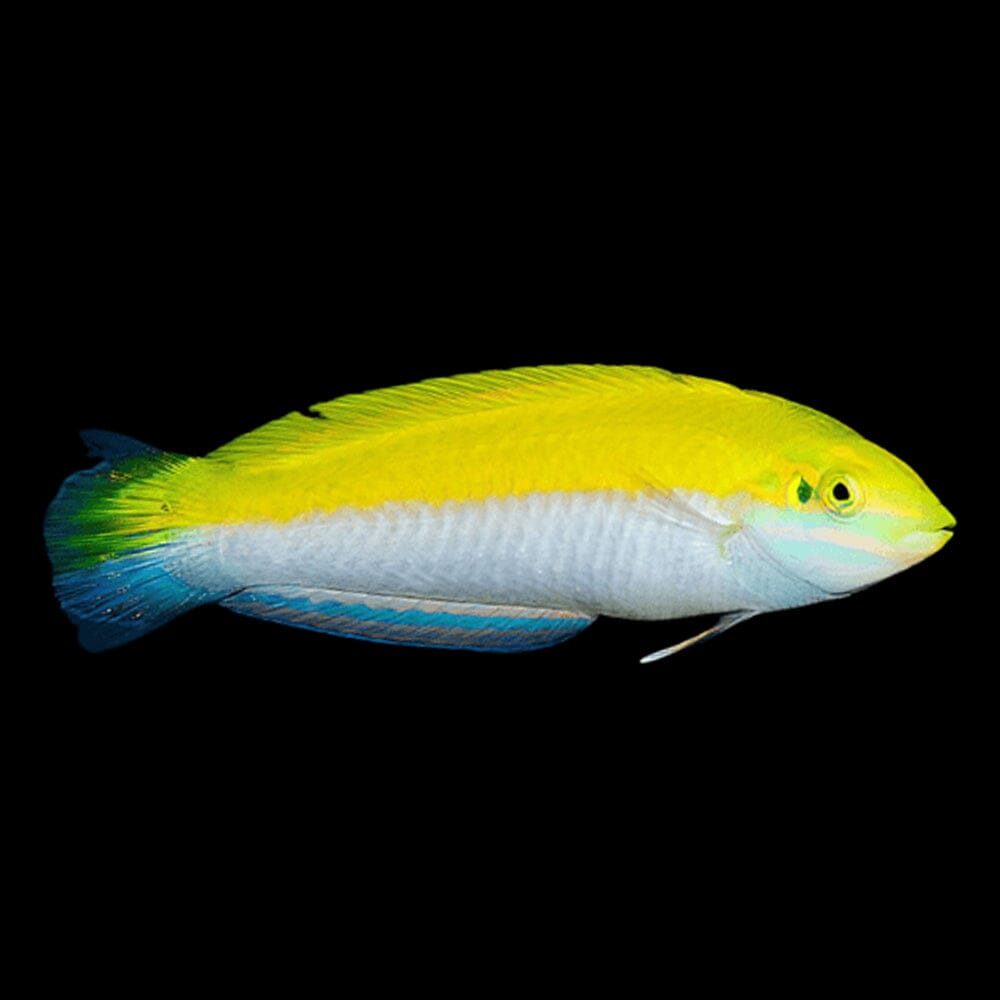 Silver Belly Banana Wrasse Fish Reef Lounge USA