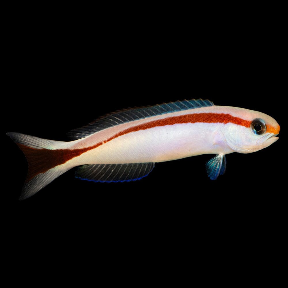 Skunk Tilefish Fish Reef Lounge Coral