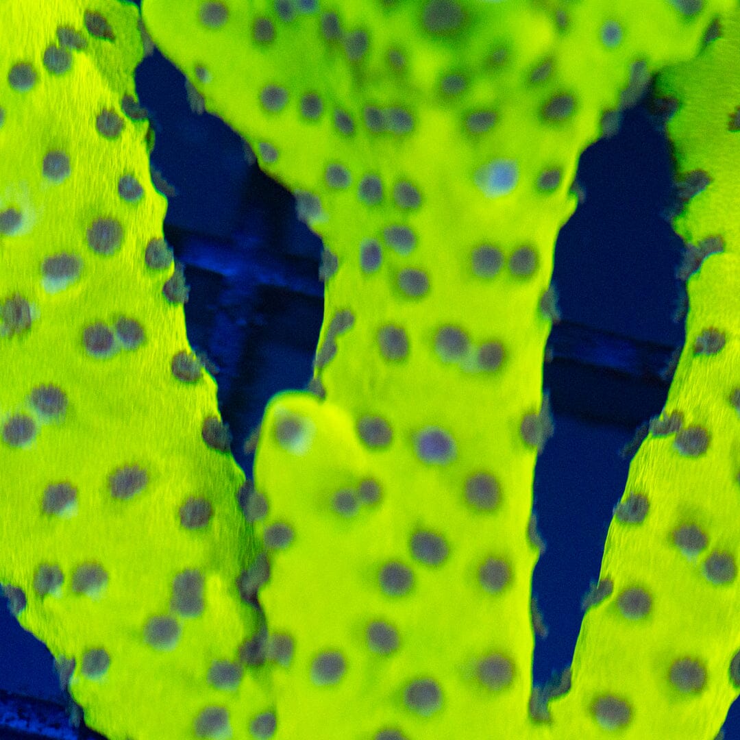 Slimeball Anacropora Reef Lounge Coral
