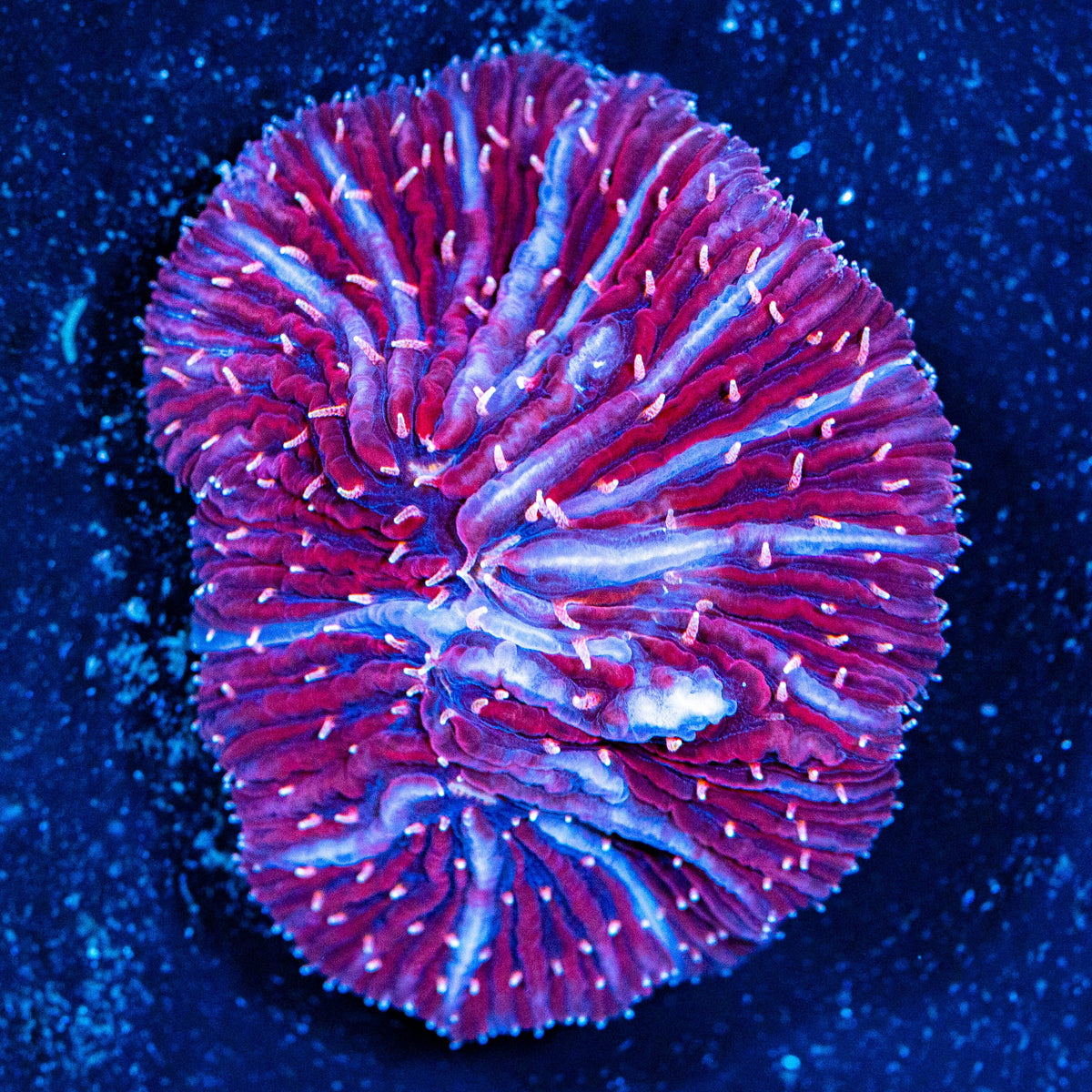 Snowberry Diaseris Plate Coral - WYSIWYG Reef Lounge Coral