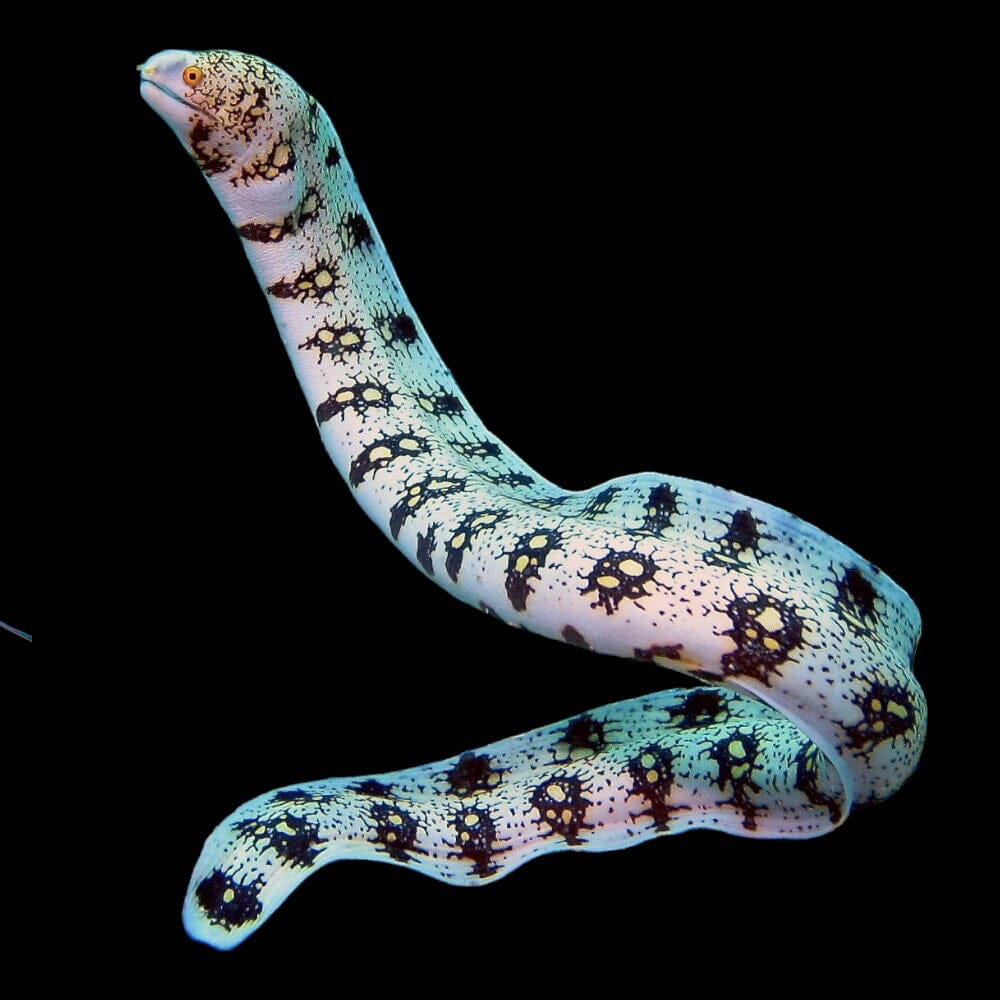 Snowflake Eel Fish Reef Lounge USA
