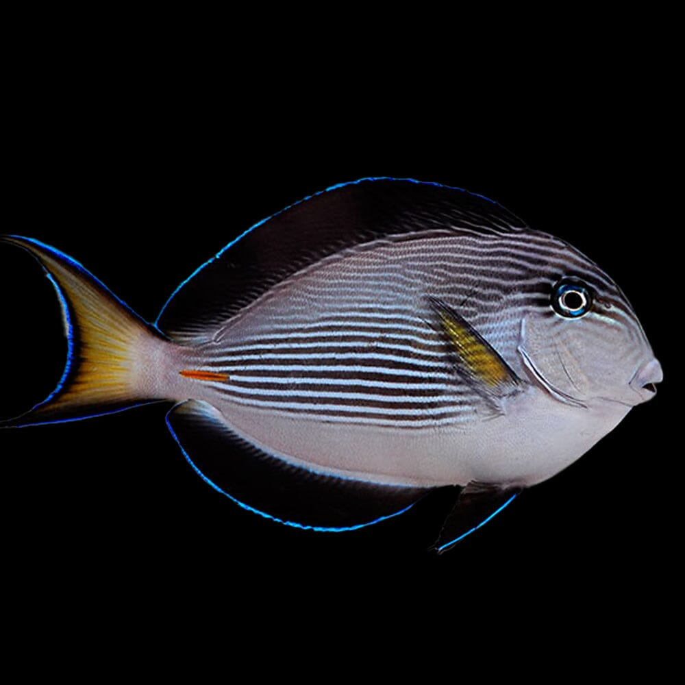 Sohal Tang Fish Reef Lounge USA