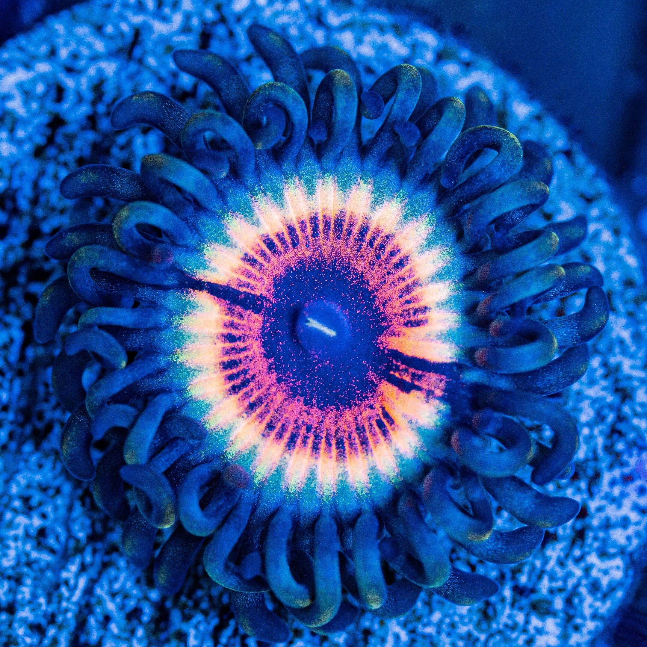 Sonic Flare Zoanthids Zoa Reef Lounge USA