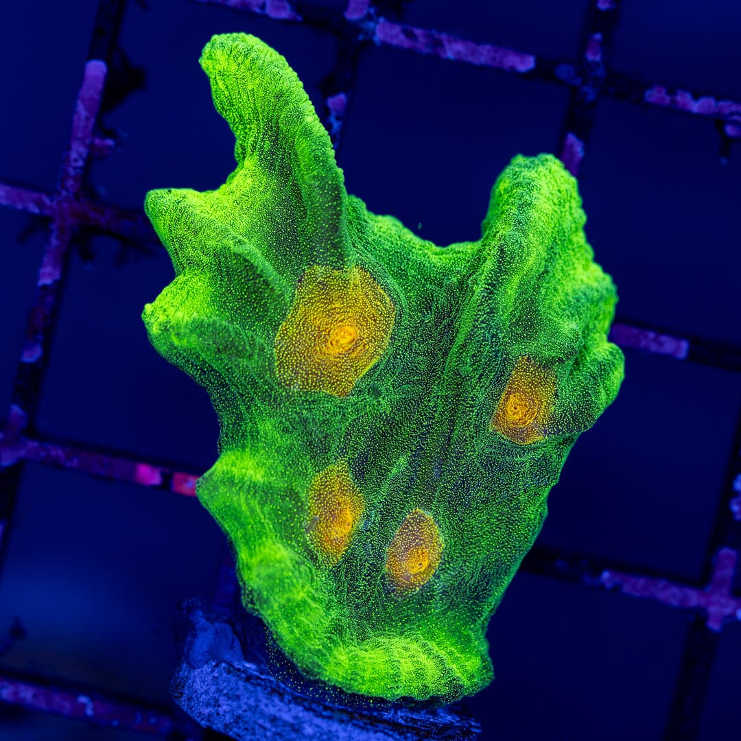 Space Invader Pectinia 1A - WYSIWYG Reef Lounge Norco