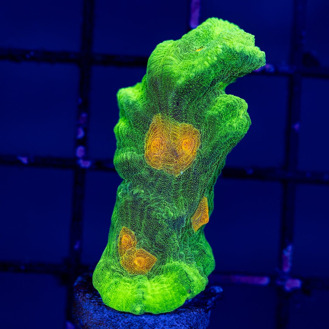 Space Invader Pectinia 2A - WYSIWYG Reef Lounge Norco