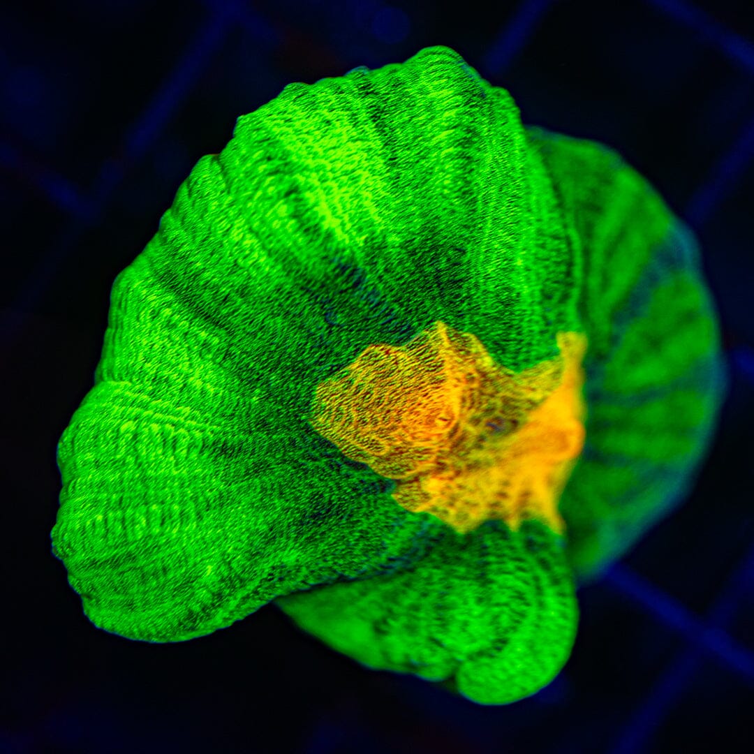 Space Invader Pectinia Frag 1A - WYSIWYG Reef Lounge Norco