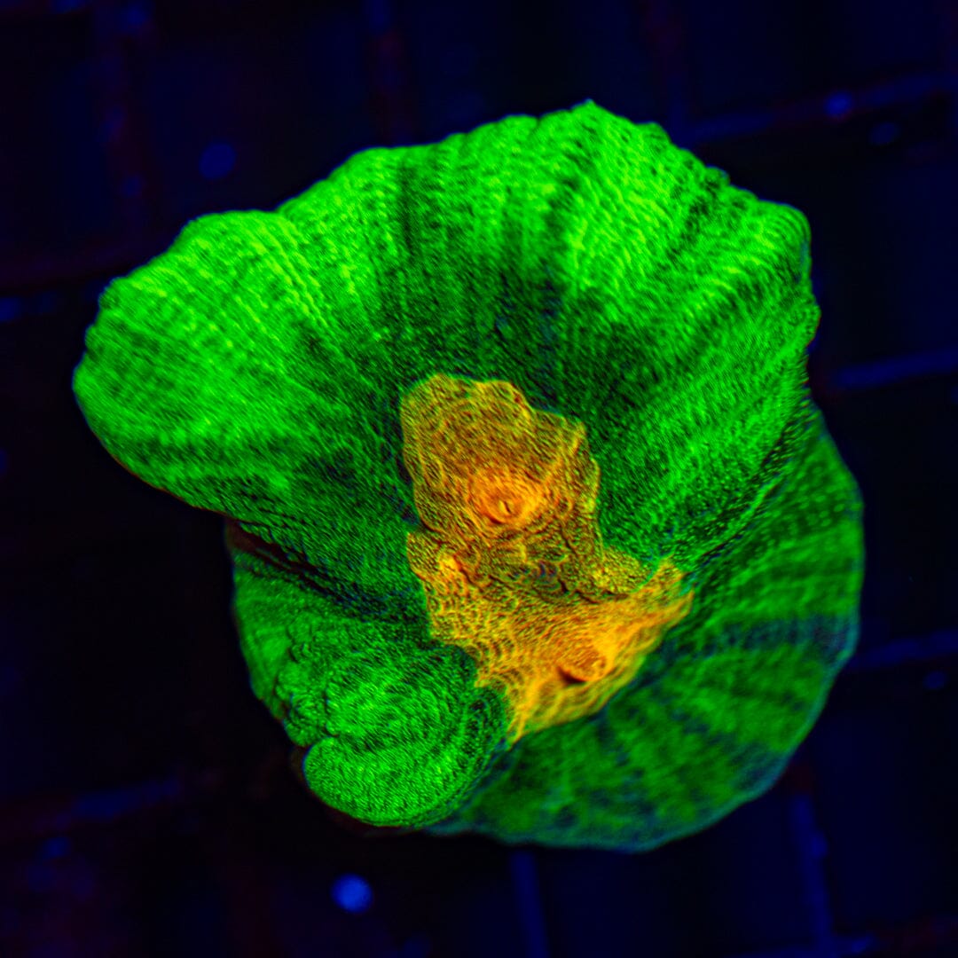 Space Invader Pectinia Frag 1A - WYSIWYG Reef Lounge Norco