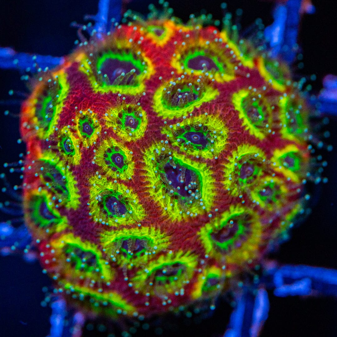 Spicy Lemon Favia Frag 1A - WYSIWYG Reef Lounge Norco