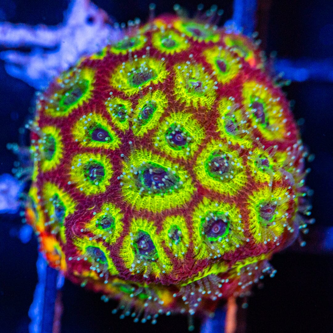 Spicy Lemon Favia Frag 2A - WYSIWYG Reef Lounge Norco