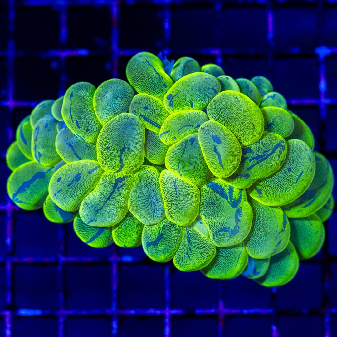 Splatter Bubble Coral 1C - WYSIWYG LPS Coral Reef Lounge USA