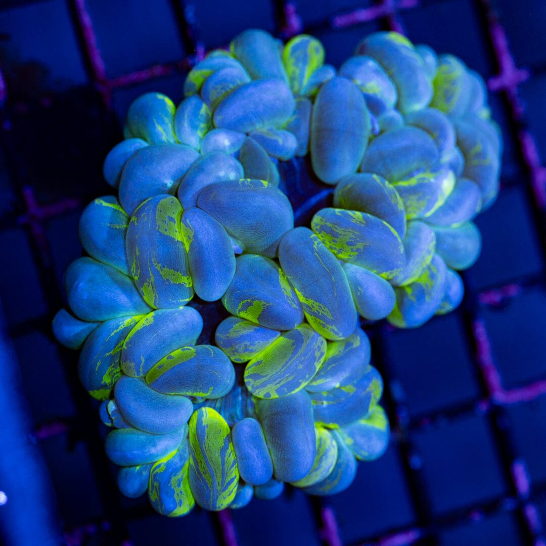 Splatter Bubble Coral 2A - WYSIWYG Reef Lounge Norco