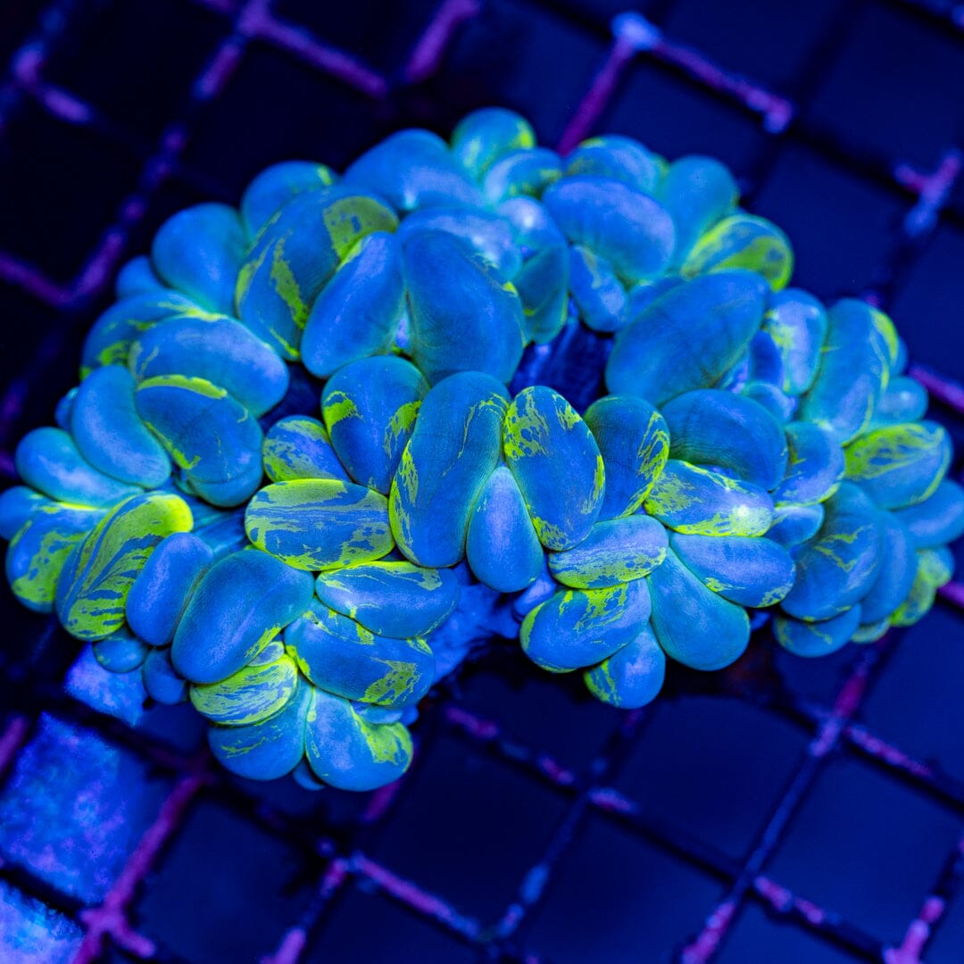 Splatter Bubble Coral 2A - WYSIWYG Reef Lounge Norco