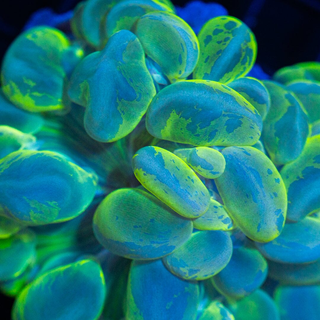 Splatter Bubble Coral 4A - WYSIWYG Reef Lounge Coral