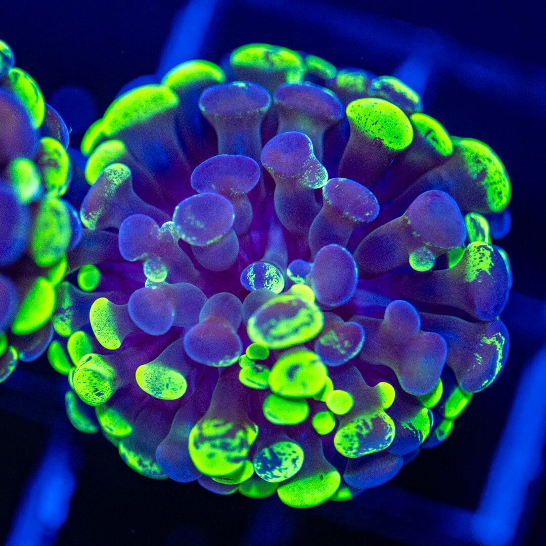 Splatter Hammer 3A - WYSIWYG Reef Lounge Norco