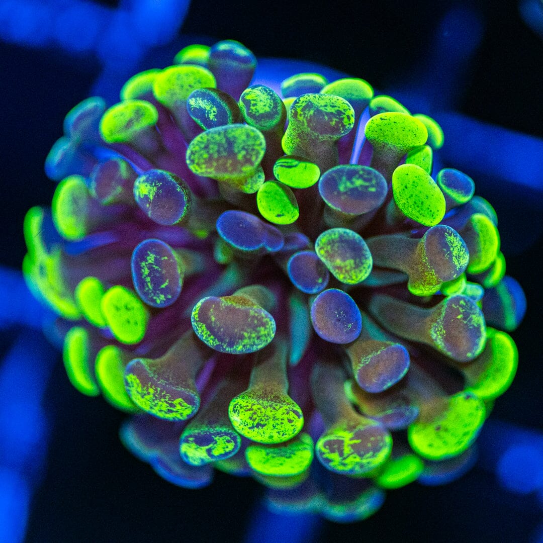 Splatter Hammer 5A - WYSIWYG Reef Lounge Norco