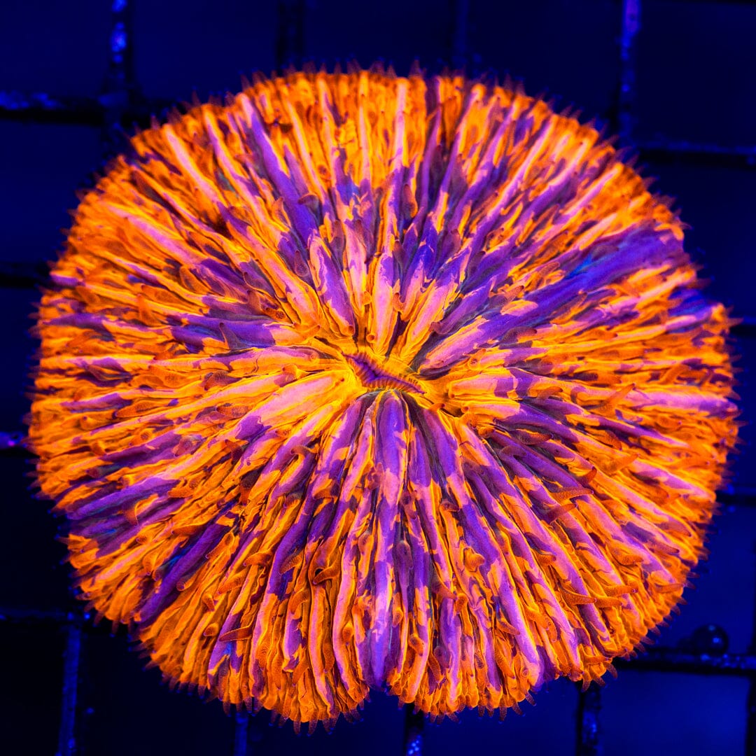 Splatter Plate Coral - WYSIWYG LPS Coral Reef Lounge USA