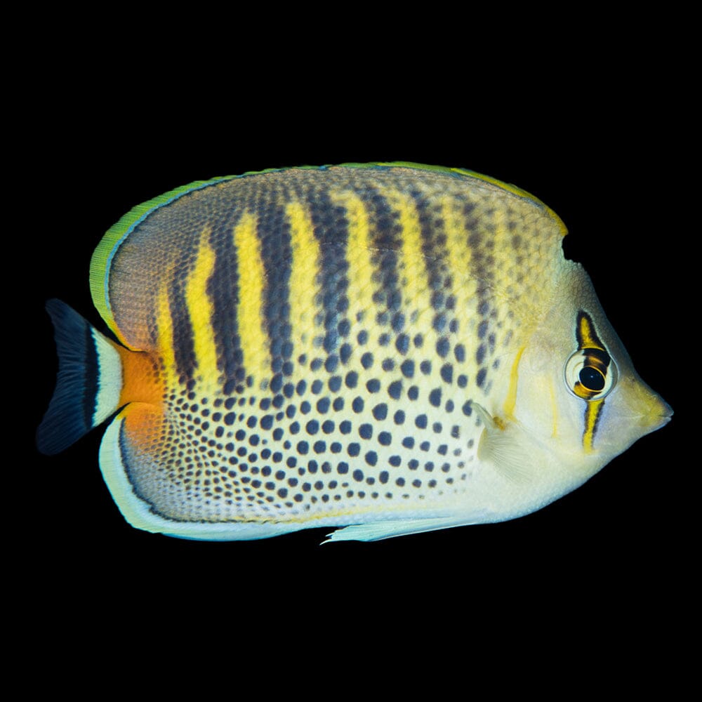 Spotband Butterflyfish Fish Reef Lounge USA