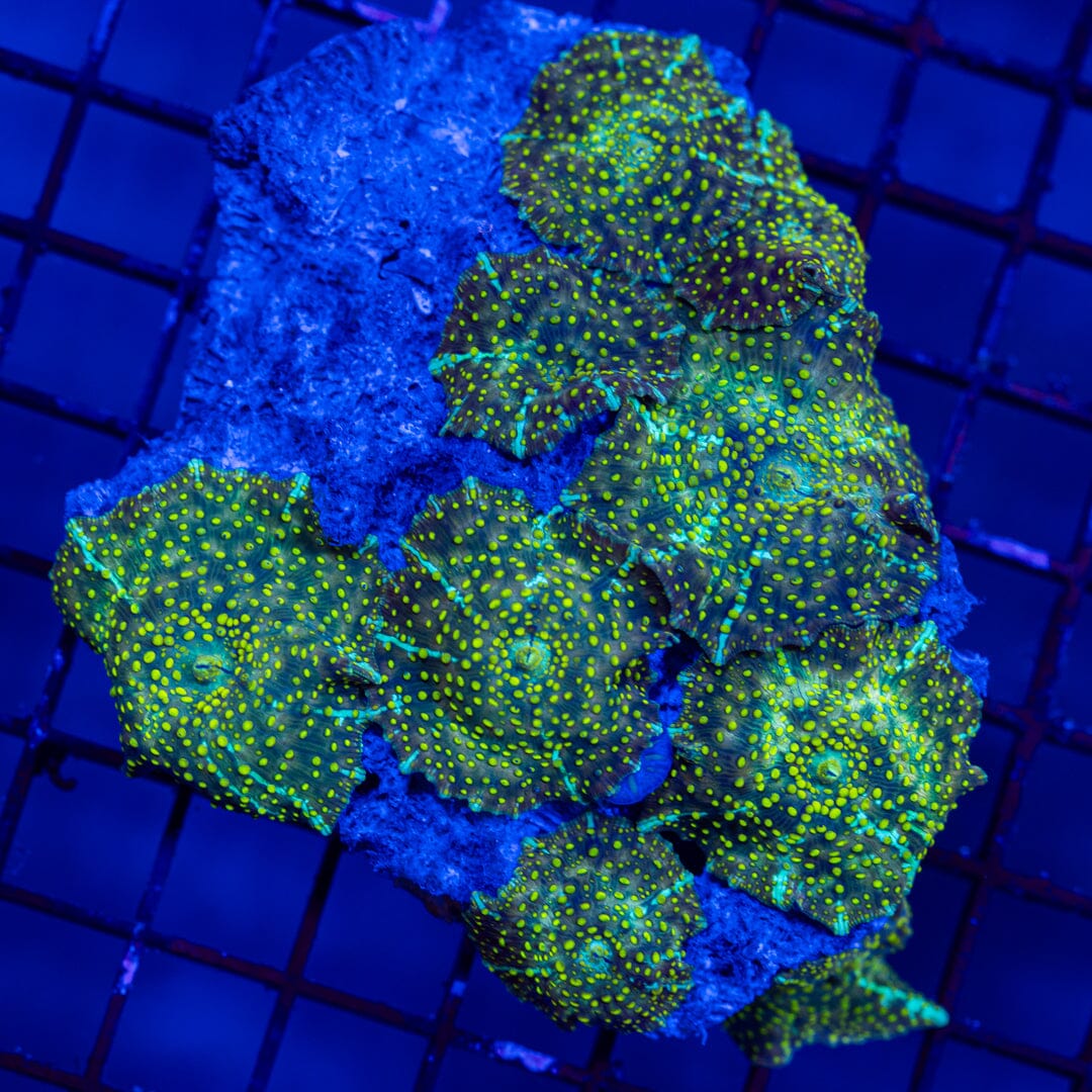 Spotted Discosoma Mushroom Colony 1A - WYSIWYG LPS Coral Reef Lounge USA