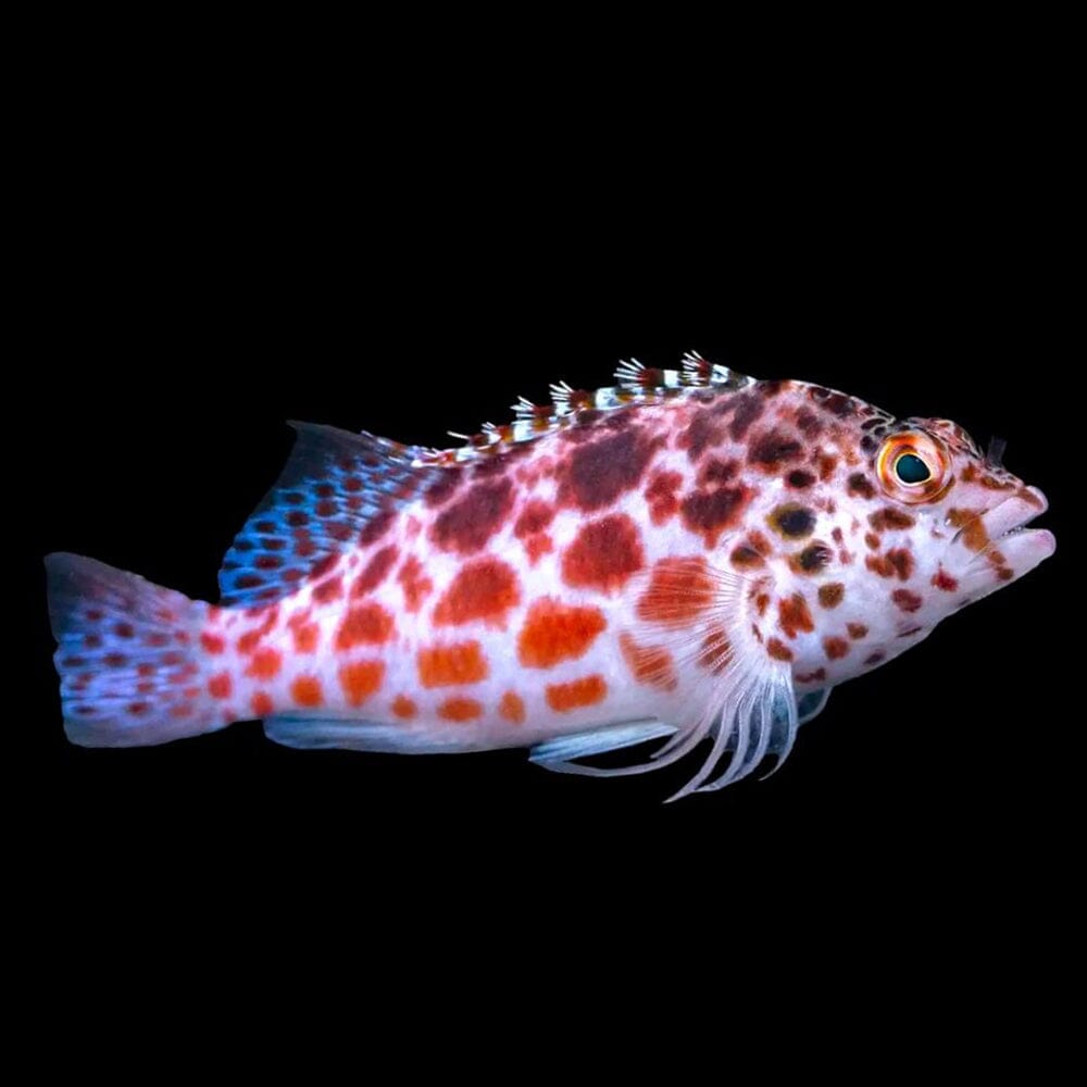 Spotted Hawkfish Fish Reef Lounge USA